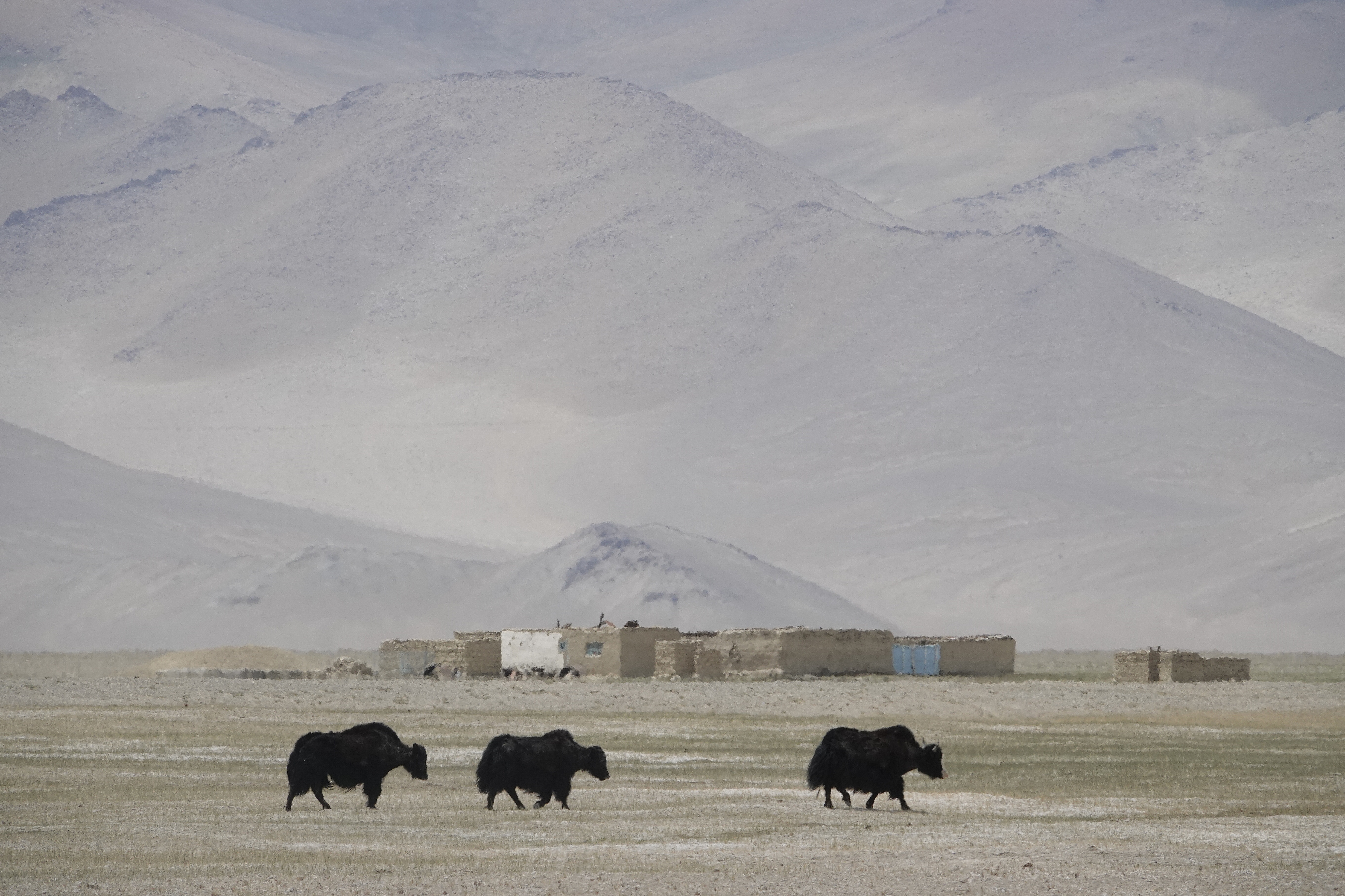 Yaks du Pamir